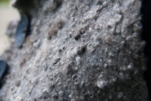 Felting with Gotland Curls