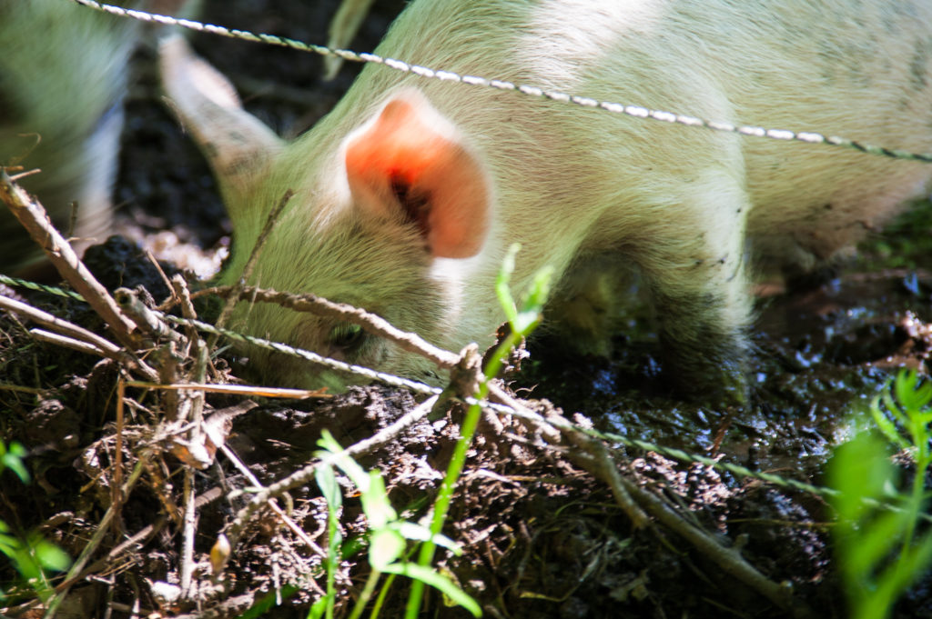 pigs clearing pasture