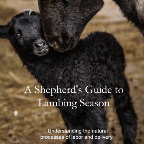 Shepherd’s Guide to Lambing