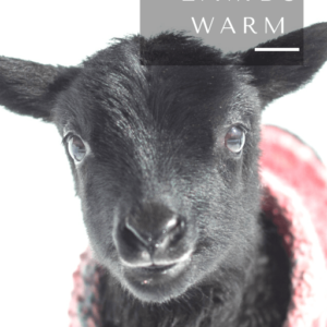 keeping lambs warm