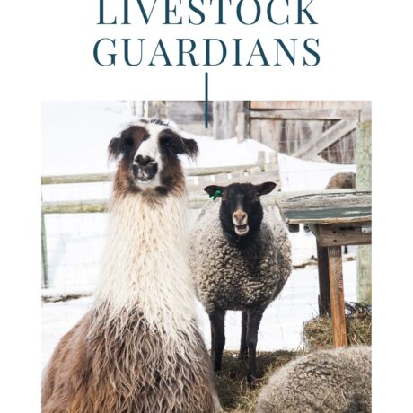 Guardian Animals cover