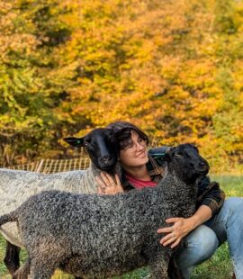 first flock of sheep