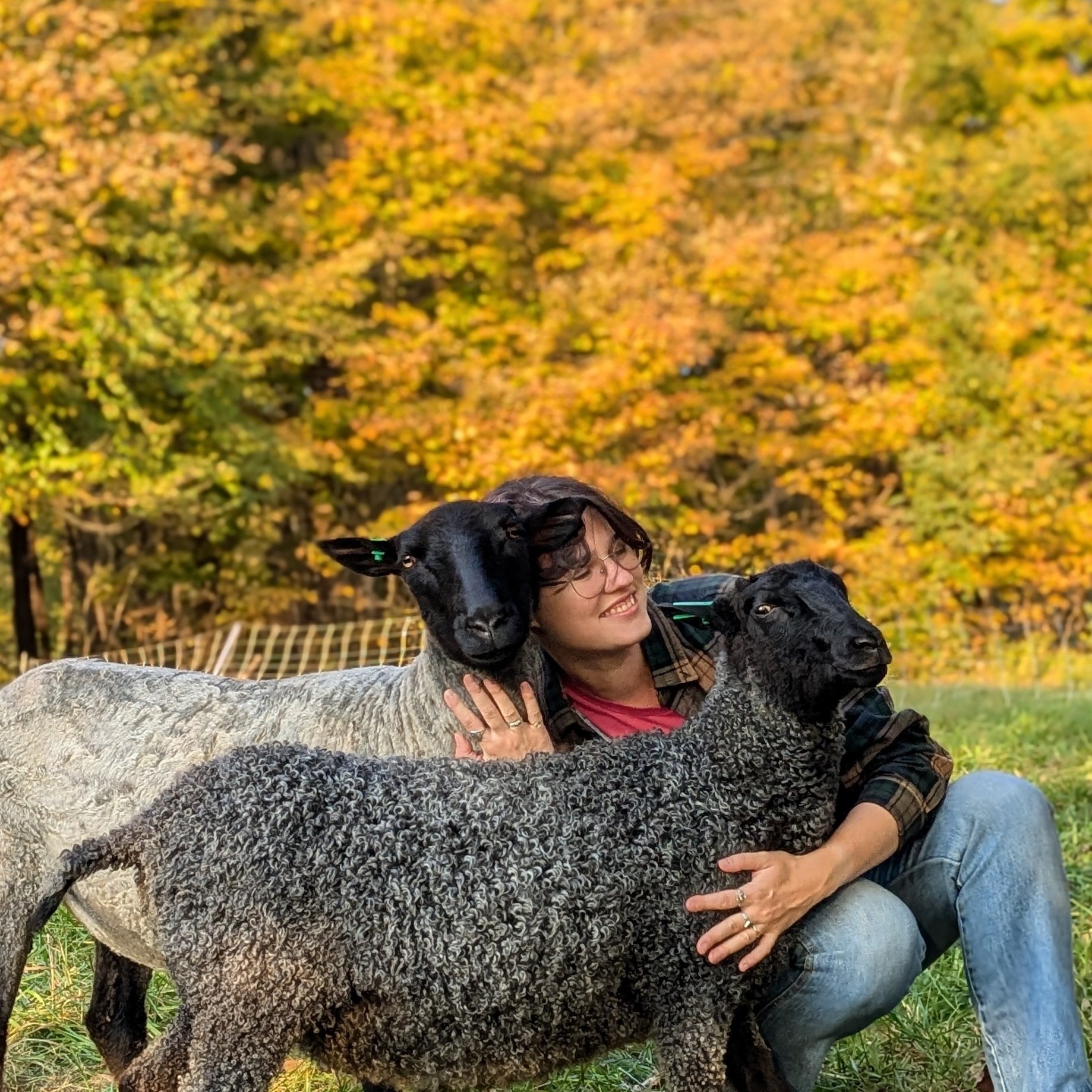 first flock of sheep