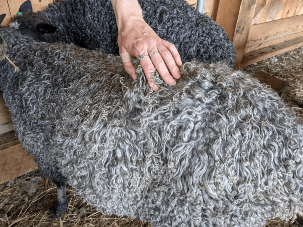 Gotland silver curls