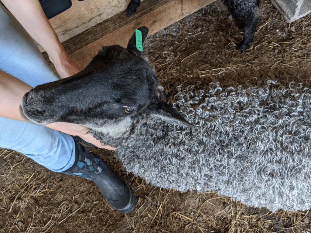 Gotland Embryo Lamb