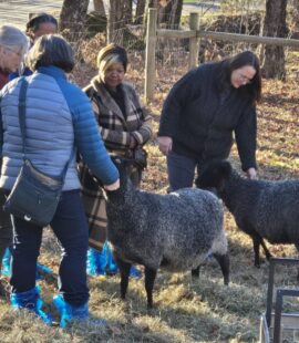 Learning about Gotland sheep
