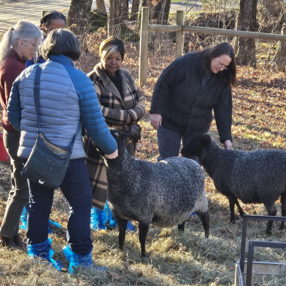 Learning about Gotland sheep