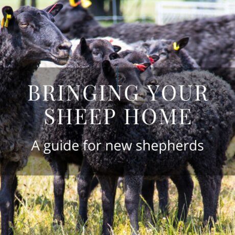 Raising Sheep-