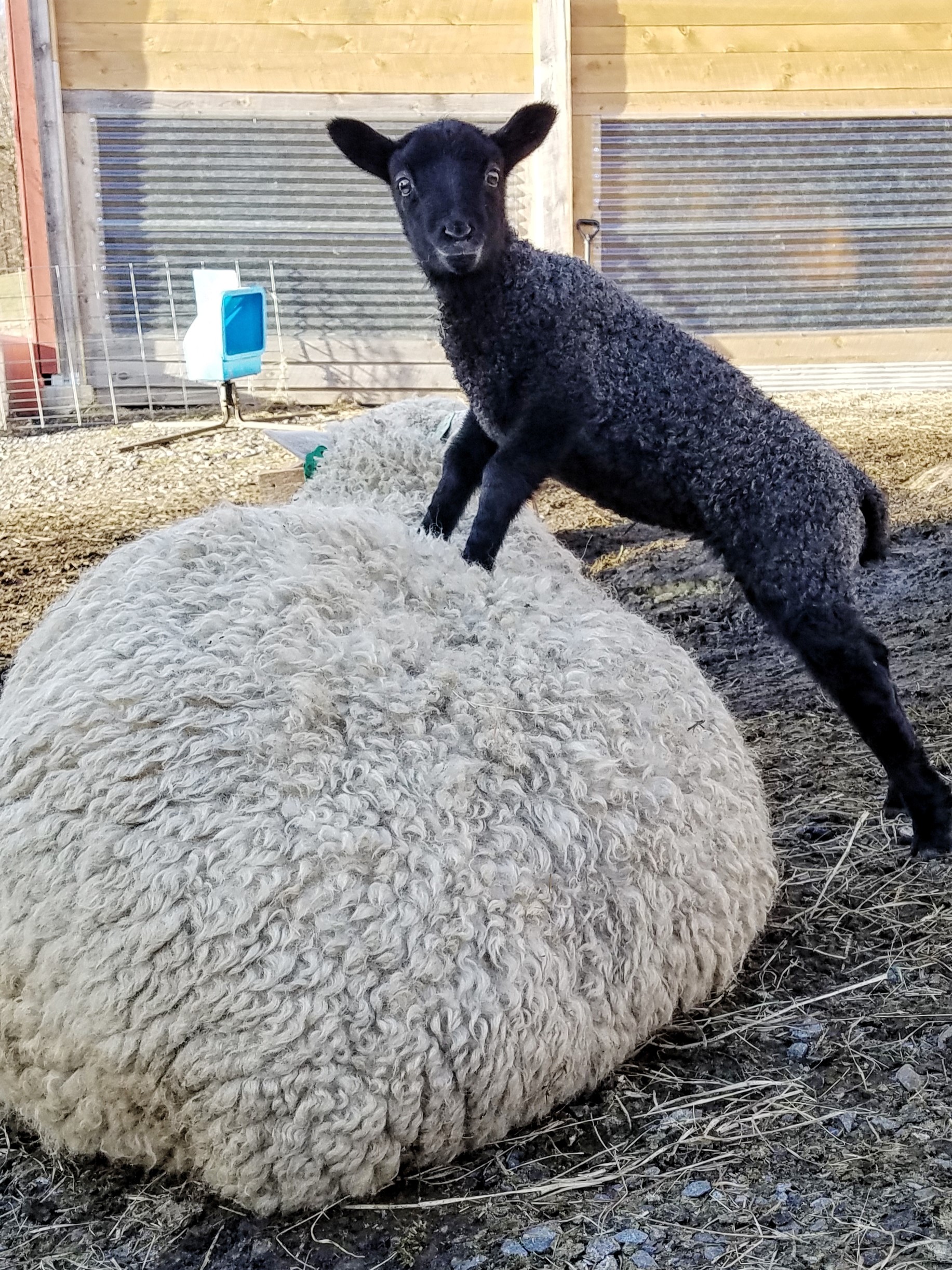 gotland embryo lamb