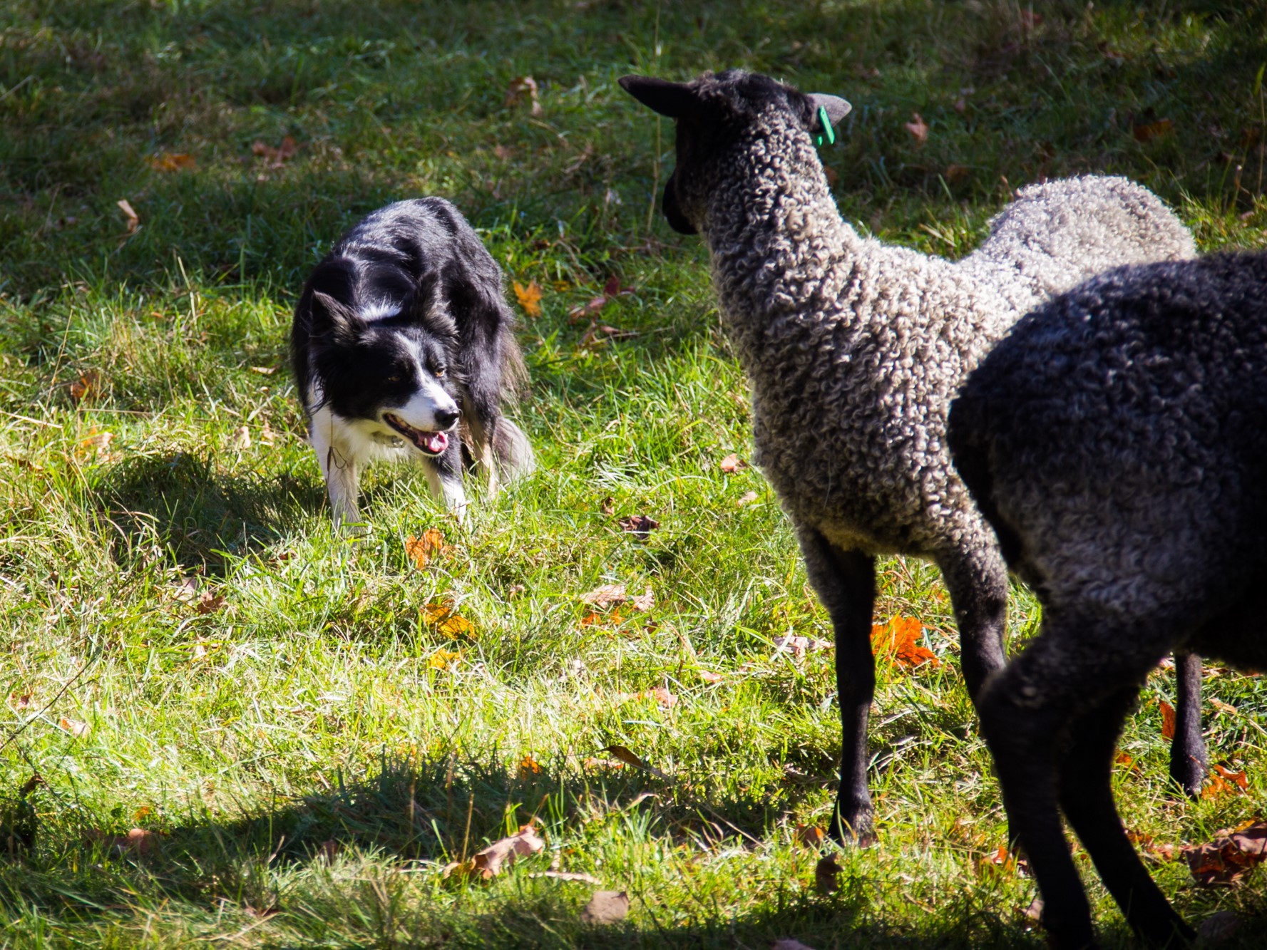 herding dog and Gotland sheep