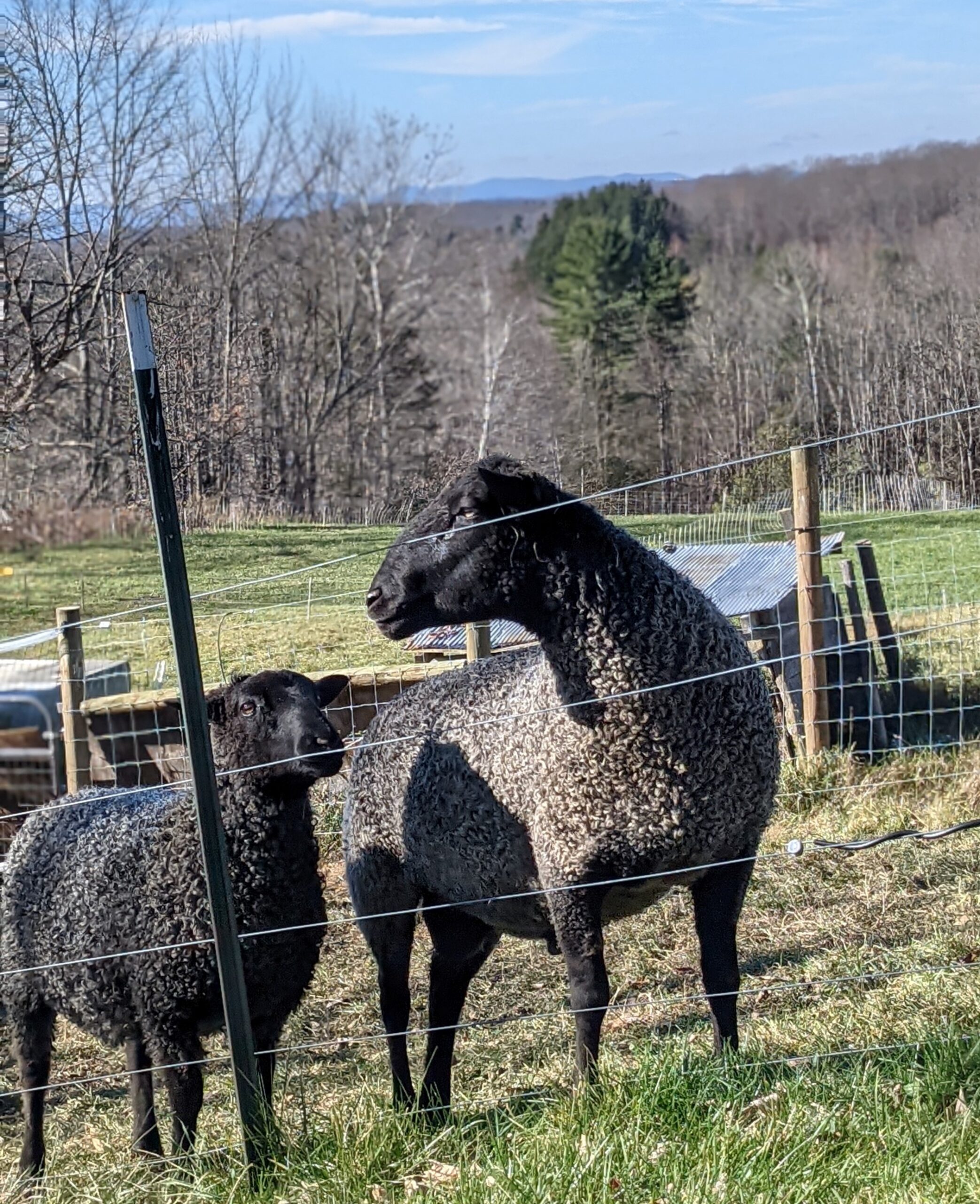 Gotland rams