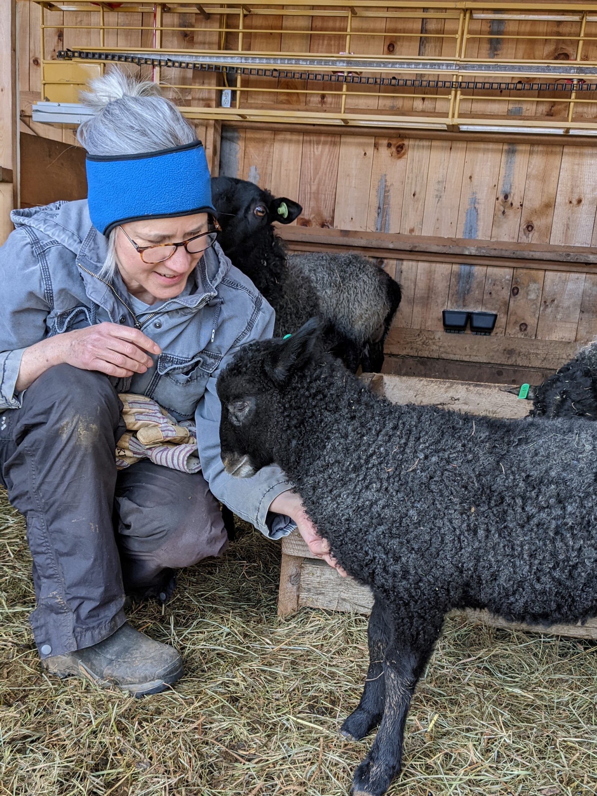 Gotland lambs