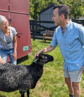 Consulting with shepherds